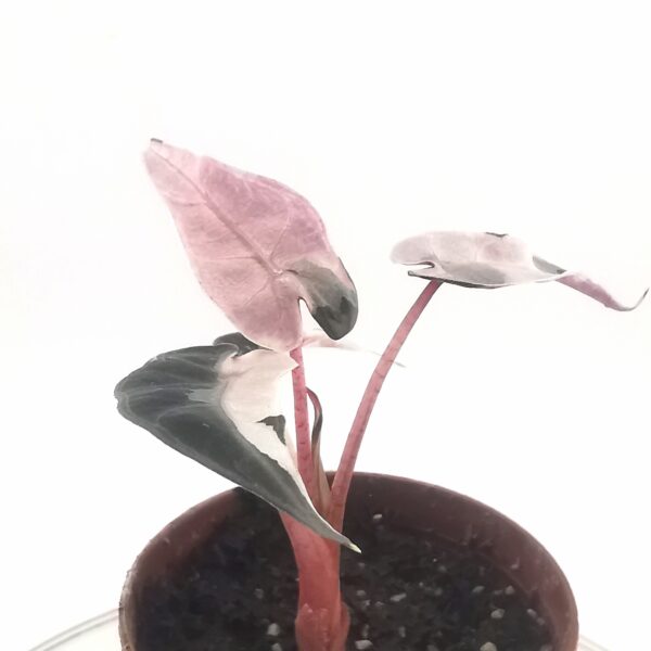 Alocasia Bambino Pink variegata - obrazek 4