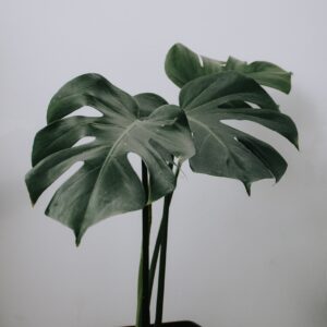 monstera plant, monstera, monstera leaf