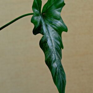 anthurium, leave, plant