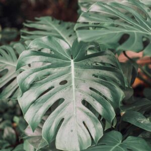 Close-up of vibrant monstera leaves with visible dewdrops in natural light.